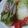 白あん's cooksnap of when they made レンジで！白菜と豚肉の洋風ミルフィーユ✿.
