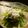 Satoco❋'s cooksnap of when they made しらすと三つ葉の和えもの.