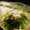 Satoco❋'s cooksnap of when they made しらすと三つ葉の和えもの.