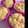 yuko4709's cooksnap of when they made にんじんとかぼちゃのマフィン.