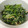 しずのんママ's cooksnap of when they made ✿春菊と塩こんぶの卵とじ✿.