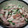 モネコちゃん's cooksnap of when they made 焼き豚ときゅうりのごま油和え.