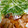 そうまママ☆'s cooksnap of when they made ゴマ油香る水菜のマヨ和え.