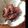 accobebe's cooksnap of when they made ホタルイカとトマト、みょうがのマリネ.