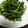アレキサンドライト's cooksnap of when they made ミズナのおかか炒め.