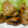 星　流子's cooksnap of when they made 豚のしょうが焼き.