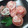 ラルフママ's cooksnap of when they made ❀薔薇❀生ハムと大根のマリネ.