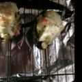 yokof46578's cooksnap of when they made アボガドグラタン.