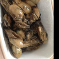 しゅい6's cooksnap of when they made 牡蠣の佃煮.