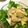olive11's cooksnap of when they made ✿タマごぼうサラダ✿.