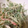 momonga222's cooksnap of when they made かいわれ大根とかにかまのサラダ.