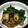 サマソニちゃん's cooksnap of when they made 牡蠣の濃厚ガリバタソテー.