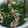 mizzznori's cooksnap of when they made ごまたっぷり。ほうれん草と豚肉胡麻和え.