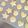 真夏みかん's cooksnap of when they made ほんのりクリームクッキー.