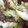 しゃりくま's cooksnap of when they made 残り野菜と冷凍こんにゃくのオイスター炒め.