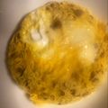 友里のズボラ飯's cooksnap of when they made レンジで簡単！納豆オムレツ.