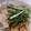 ☆このママさん☆'s cooksnap of when they made 長芋・おくら・納豆の和え物.