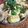 ふか谷's cooksnap of when they made 豚コマで簡単！他人丼。.