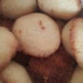 みﾝみん's cooksnap of when they made ホワイトデー！しっとりホワイトクッキー.