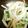紺碧の空's cooksnap of when they made ∞もやしと水菜の中華和え∞.