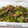 くいしんぼmogu's cooksnap of when they made ししとうとひき肉のゆずジャム炒め.