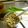 織姫１１０２'s cooksnap of when they made 万能和風ネギ醤油ダレ❀.