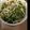 junk0r's cooksnap of when they made 大根ダイエット！ささみと香味野菜サラダ。.