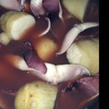 あかまるこ。's cooksnap of when they made イカと里芋の煮物。.