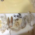 まき富士子's cooksnap of when they made 烏賊のさばき方②ワタ・顔・足回り.