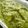 Satoco❋'s cooksnap of when they made ねばねば♪手作りめかぶ☆.