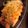 サトモユリア's cooksnap of when they made ｼﾘｺﾝｽﾁｰﾏｰで＊人参のおかか醤油.