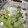 ハードダイ近藤's cooksnap of when they made キャベツと卵の蒸したやつ.