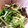 とみぃ♪'s cooksnap of when they made 簡単！水菜の塩昆布和え.