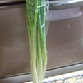 namimo's cooksnap of when they made 買ってきたまんま！！ネギの保存。.