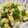Haru Haru's cooksnap of when they made 菜の花の昆布締めと炒り卵のお寿司.