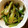 41025's cooksnap of when they made 簡単！小松菜炒め・にんにくしょうゆ和え.