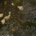 MULA's cooksnap of when they made こってり★コク旨★でも節約【鶏皮スープ】.