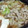 ぴーの助's cooksnap of when they made 鶏肉のみそすき焼き鍋☆生卵で！.