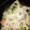 こよよちゃん's cooksnap of when they made 蓮根のたらこ和え.