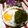 Satoco❋'s cooksnap of when they made 温泉卵のとんぶり添え.
