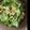 chihiro_03's cooksnap of when they made 簡単にもう一品 鶏皮ポン酢.