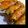 dooochan's cooksnap of when they made ネギ豚コチュマヨ焼き.
