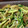 ぽよんぷーたぴー's cooksnap of when they made 簡単!水菜とザーサイの和え物.