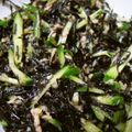 ふじひめママ's cooksnap of when they made レモン汁が決め手！ひじきはサラダでどうぞ.