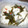 Lemon0790's cooksnap of when they made 【農家のレシピ】簡単☆かぶの千枚漬け風.