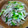 Coo1215's cooksnap of when they made 簡単美味しい【豚ばらネギの塩麹炒め】.