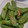 ヨシヨッシー's cooksnap of when they made 簡単　スナップエンドウのゴマあえ.
