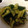 はらぺこウサギのママ's cooksnap of when they made たたききゅうり 中華風.