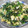 レンコンママ's cooksnap of when they made かにかまとほうれんそう、マヨ卵和え.