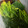 クック5POO64☆'s cooksnap of when they made めんつゆで簡単！ほうれんそうのおひたし.